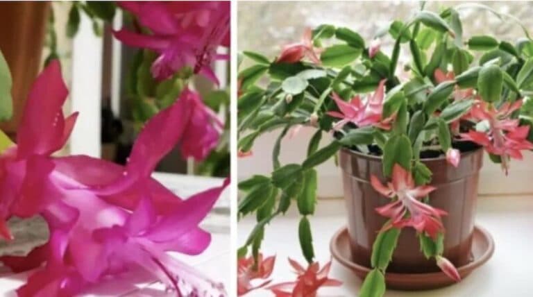 Усього півтори ложки підживи — і різдвяник за 5 днів випустив 7 нових бутонів