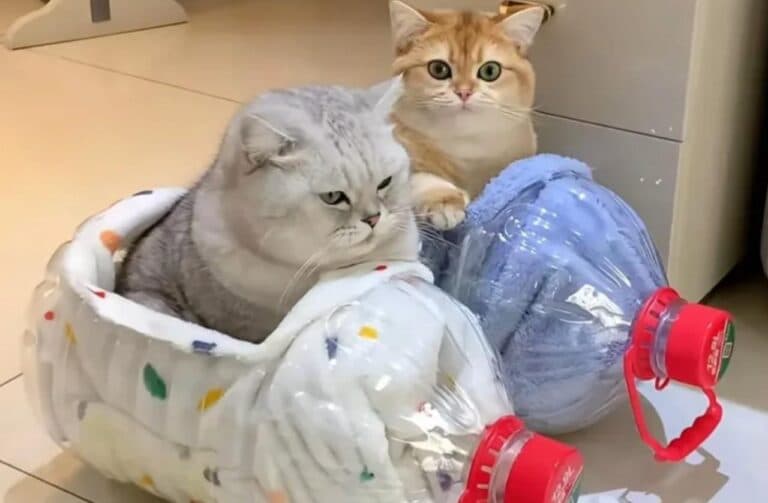 Ідея з пластиковим бутлем, яку коти сприймають краще за магазинні лежанки