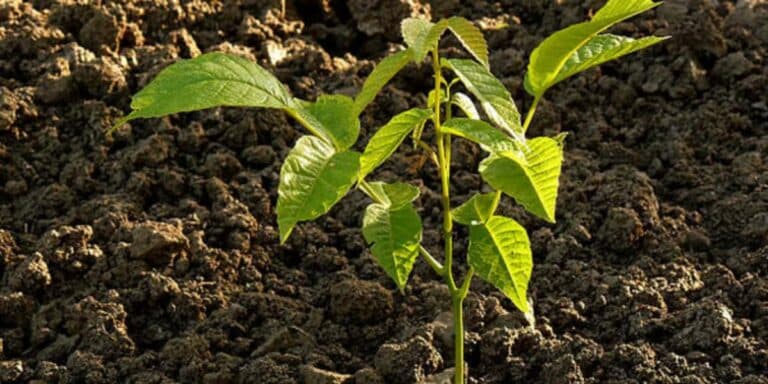 Як я посадив і виростив волоський горіх: мій перевірений спосіб і багато порад