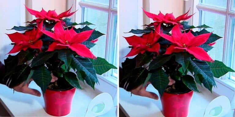 Як доглядати за пуансетією: 5 моїх перевірених порад, щоб вона гарно квітнула усю зиму