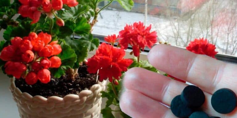 Що роблю з кімнатними рослинами, коли вони не квітнуть: дієві поради з мого досвіду