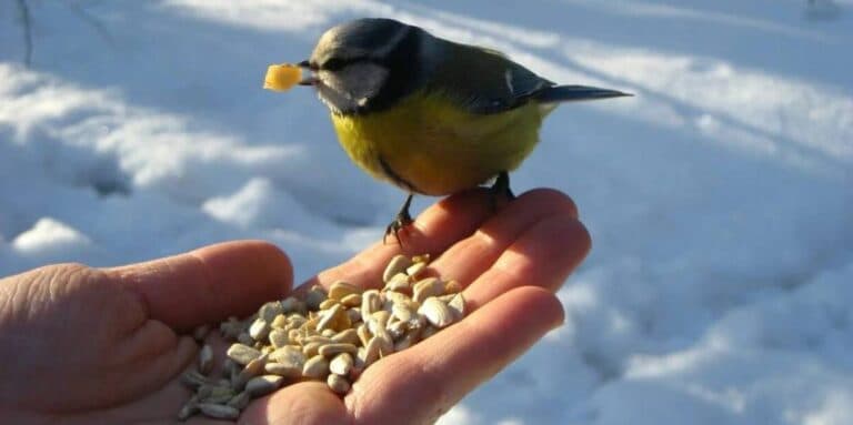 Не годуйте цим птахів взимку, щоб не зашкодити їм! Повинен кожен знати