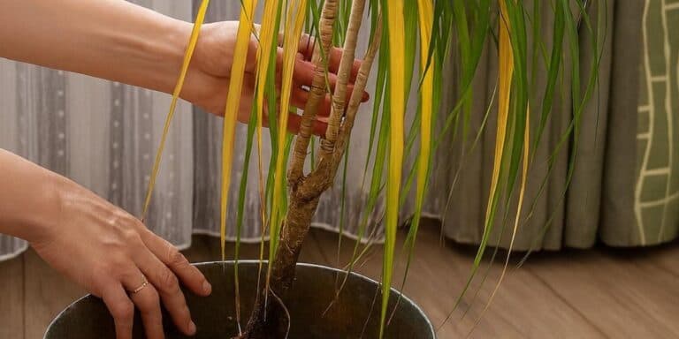 Листя драцени сохне та жовтіє. Розповідаю про основні причини та як цього уникнути