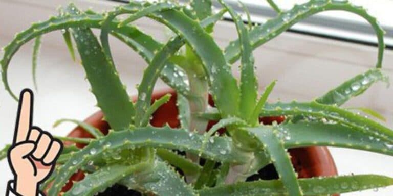 Навіщо тримати алое на кухні та чим корисна ця рослина. Коли дізналася — була здивована