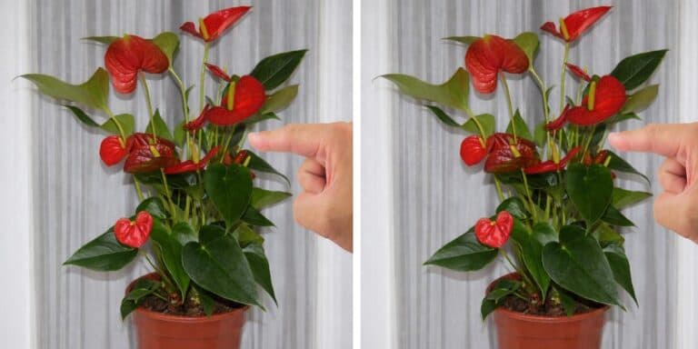 Куди поставити антуріум, щоб він гарно ріс і квітнув без зупинок