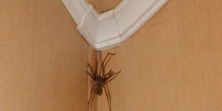 Не просто так: чому павуки зʼявляються в домі. На це є 6 поважних причин