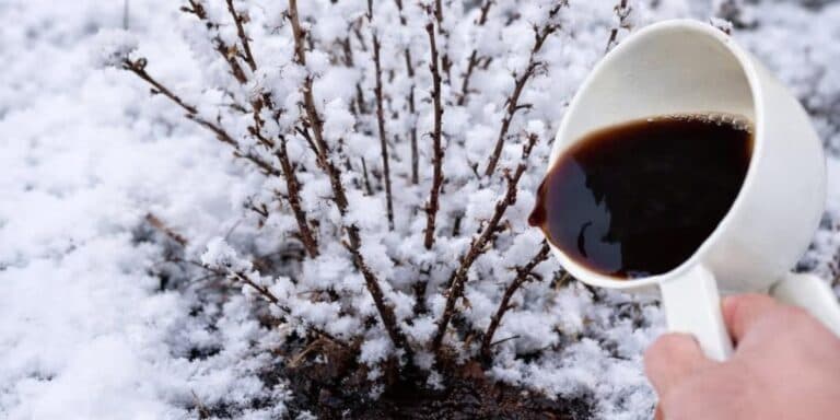 5 ключових етапів підживлення аґрусу: ягід вистачить із надлишком