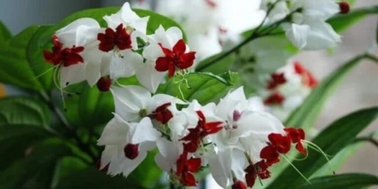 Найгарніша кімнатна рослина, яка квітне майже цілий рік. Ділюся секретами вирощування