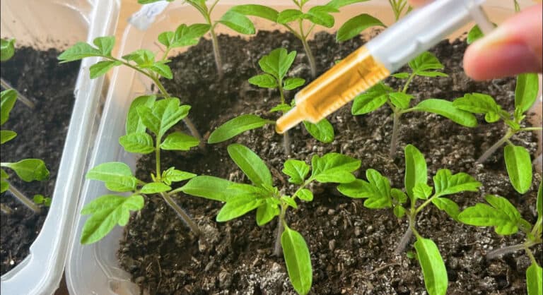 Три секрети вирощування ідеальної розсади, про які мовчать досвідчені городники. А я вам розкажу