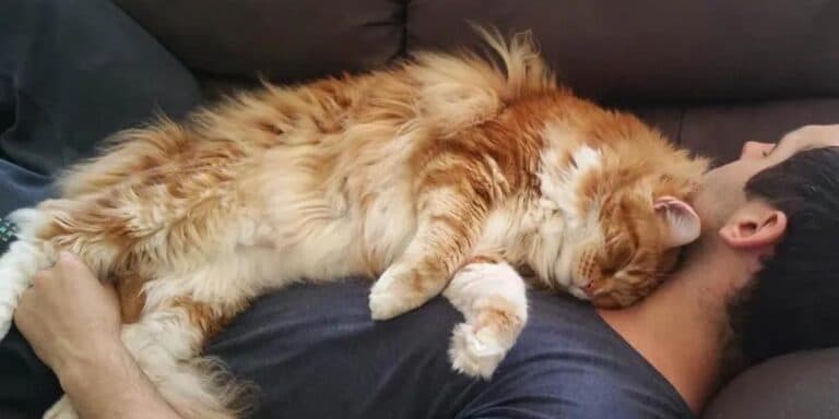 Чому кішка лягає на господаря: вона робить це через декілька важливих причин