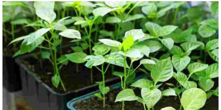 Сію перець на розсаду за допомогою методу “зворотного відліку”. Розказую, чому