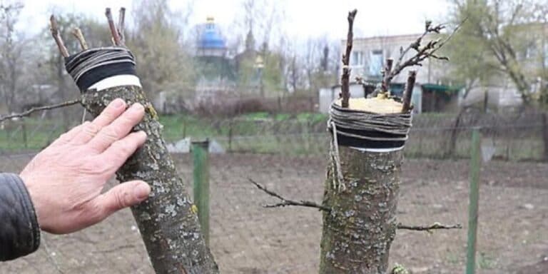 Прищеплюю на одну яблуню одразу декілька сортів. Як це зробити, розповідаю