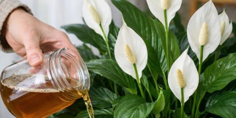 Одна підгодівля і спатифілум розквітне так, що ви будете в захваті. Ділюся її складом