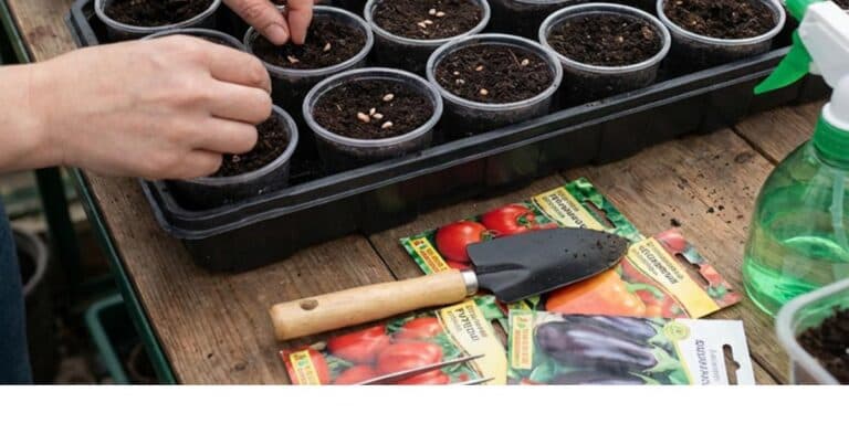 Що я висіваю взимку: мій список овочів і квітів для ранньої розсади