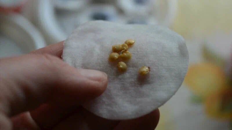 Не сійте без цього! Один крок перед посівом, який рятує розсаду томатів, перцю та баклажанів