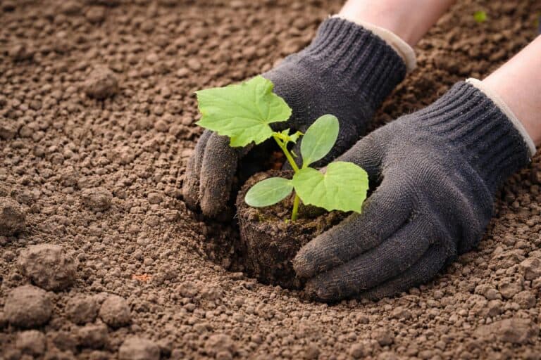 Чи потрібно заглиблювати розсаду огірків при висадці: помилка, яка може коштувати врожаю