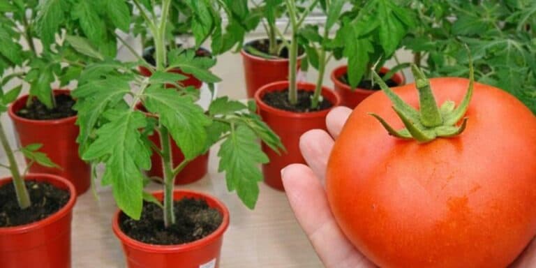 Товсте стебло та потужне коріння: 10 хитрощів для міцної розсади томатів, про які мовчать дачники