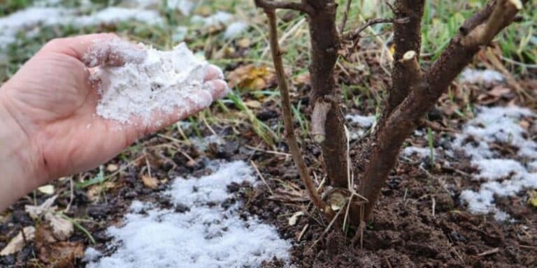 Ці три весняні підгодівлі багато що вирішують! Дерева рясно квітнуть і приносять гарний урожай