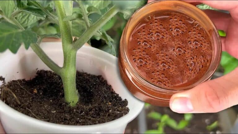 За 7 днів у томатів стебло стає товстішим за мій мізинець! Поливаю ось таким відваром