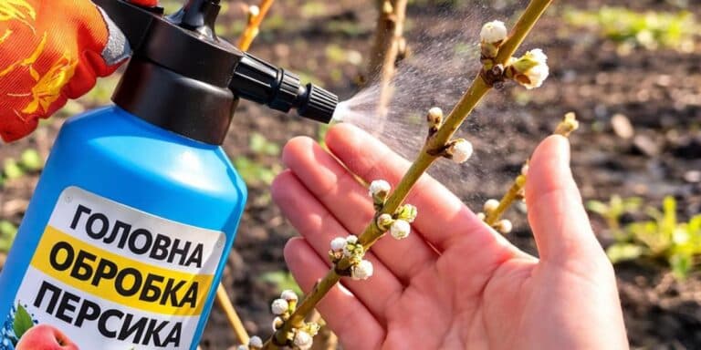 Найефективніший догляд за персиком навесні: що я роблю, щоб отримати щедрий урожай