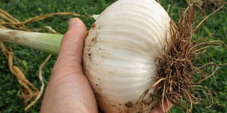 Часник виросте розміром із кулак. Ділюся своїми хитрощами, перевіреними роками