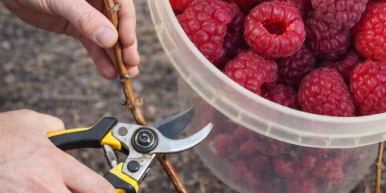 Урожай буде нікуди дівати: як за 15 хвилин правильно обрізати малину навесні