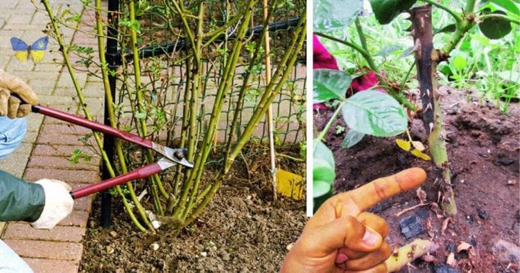 Почорніли троянди після зими? Як відновити кущі за 6 кроків