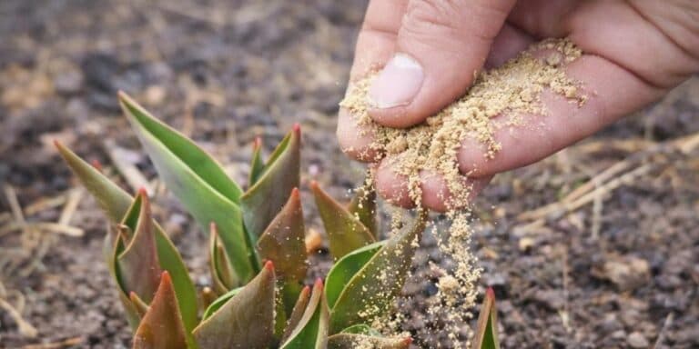 У березні посипте цим цибулині квіти, щоб вашими нарцисами та тюльпанами всі милувалися