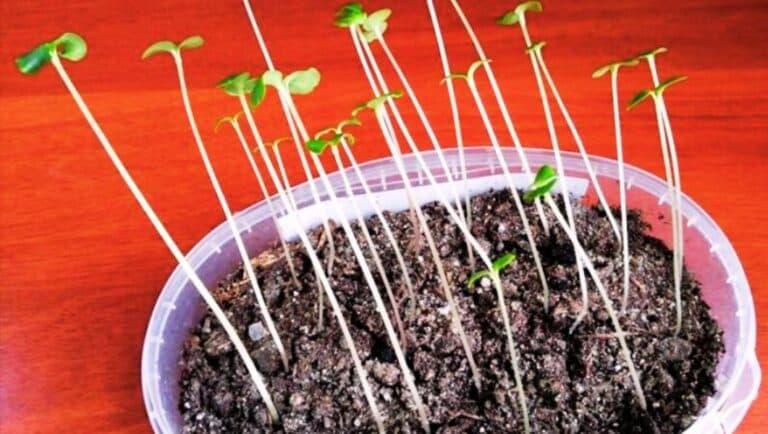 Чому ваша розсада схожа на ниточки? 5 помилок, які я припинила робити