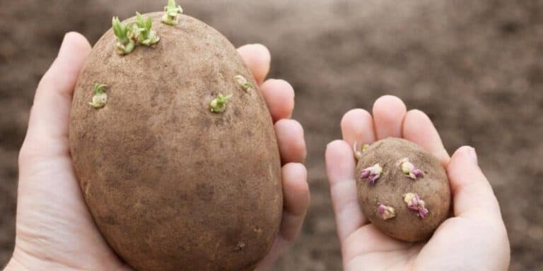 Яку картоплю не варто садити: помилка, яка може зіпсувати весь ваш урожай