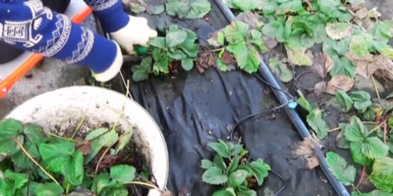 Витратив купу сил і втратив урожай: як агроволокно зіпсувало мій город