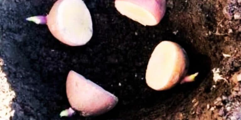 Ділюся своїм незвичним методом посадки картоплі, який підвищив урожай у 3 рази