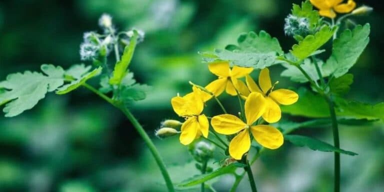 Як позбутися чистотілу на городі. Найкращі засоби від цього бурʼяну