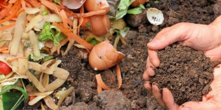 Компостування кухонних відходів чи біогумус: що вигідніше та ефективніше?