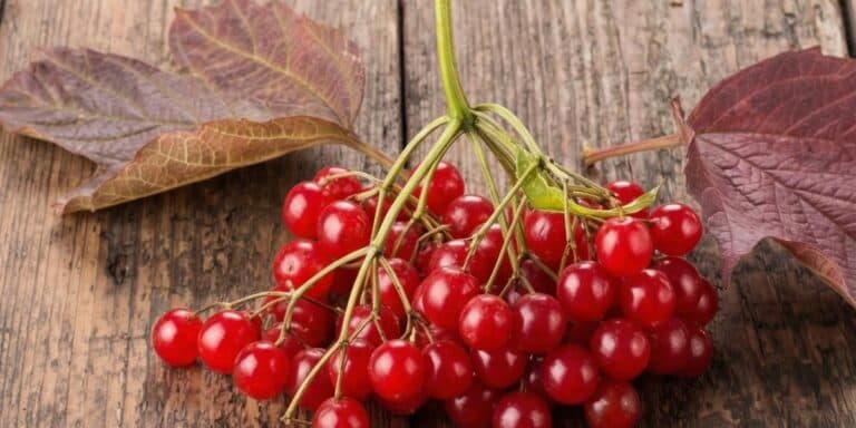 Ніколи не садіть калину поруч із будинком: правда, про яку мовчать