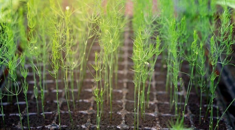 1 раз посіяла — і тепер маю гарний урожай: правда про вирощування спаржі, яку не кажуть