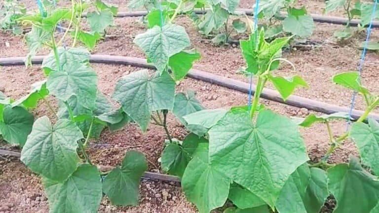 Формую огірочки, як бабуся навчила. Урожай такий збираю, що сусідам роздаю