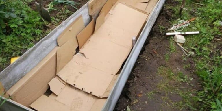 Як я без витрат позбувся бур’янів і покращив ґрунт — секрет у звичайних коробках