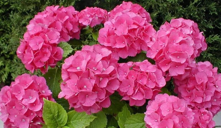 Чим підживити гортензію для рясного цвітіння: мої секрети та найкращі добрива