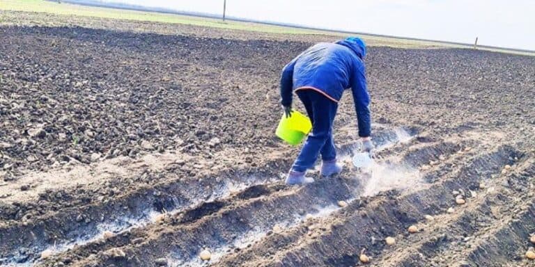 5 помилок при посадці ранньої картоплі, які крадyть ваш урожай. Ділюся досвідом