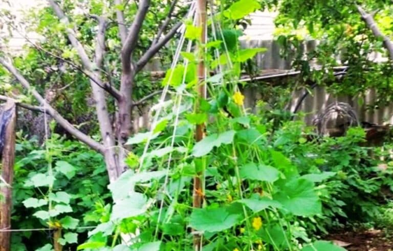 Мало хто так садить огірки і дарма! На городі займають мало місця й урожай легко збирати
