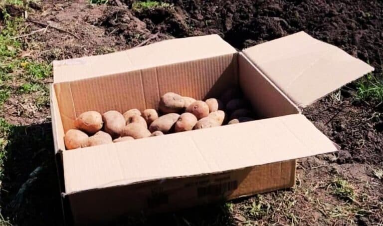 Відро картоплі з одного куща: завжди отримую класний урожай і навіть перегній не додаю