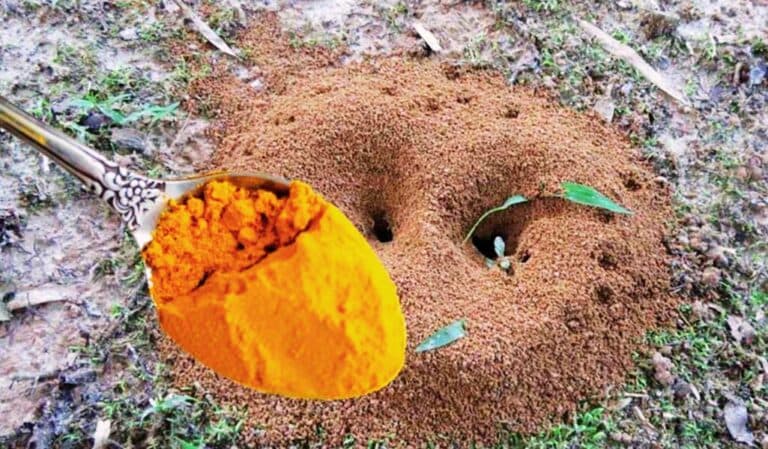 Мурахи підуть з вашої ділянки назавжди. Бюджетний і ефективний засіб