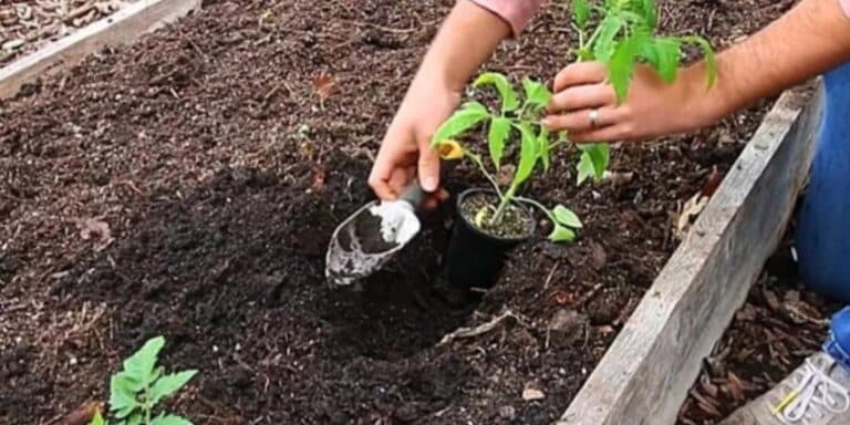 Одна ложка в землю — і розсада приживається в рази швидше. Ділюся секретом