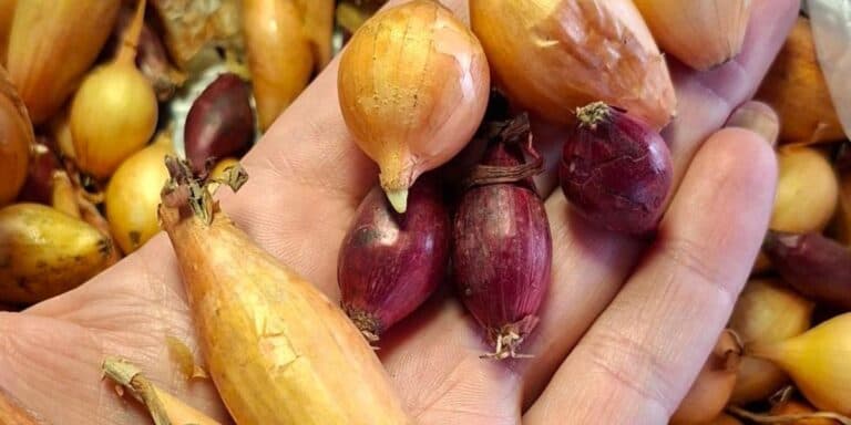 «Цибулю треба садити, як жаби заспівають» — казала бабуся. Перевірила і ділюсь точними датами посадки на 2026 рік