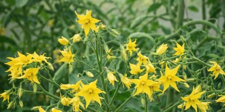 Чим підживити томати для зав’язі: 5 стимуляторів, які працюють (мій досвід)