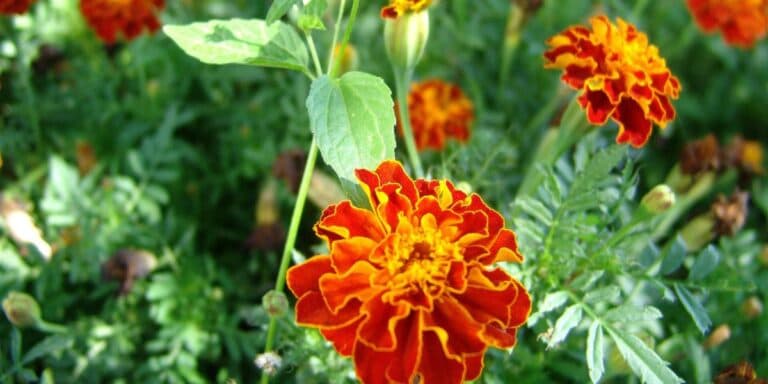 Не робіть цю помилку! Що потрібно зроби з чорнобривцями, щоб вони рясно квітли?