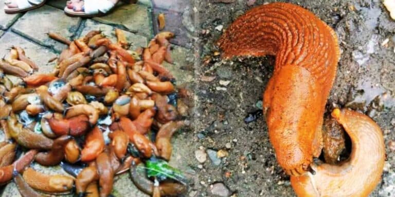 Як позбутися слимаків на городі: професійні засоби та народні методи, які реально працюють у 2026 році