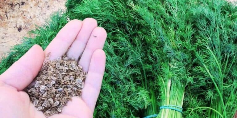 Як правильно сіяти кріп і які сорти обрати, щоб він виріс густим і зеленим. Ділюся досвідом