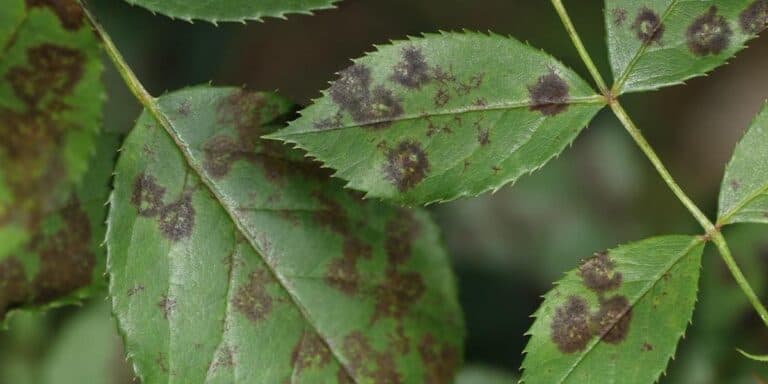 Чорна плямистість троянд: як я з нею борюся, чим обробляю і які препарати реально допомогли